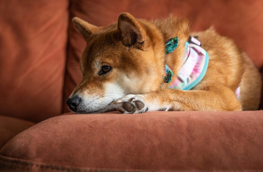 Adorable Shiba Inu dog lying on a comfortable couch indoors, in a relaxed pose.