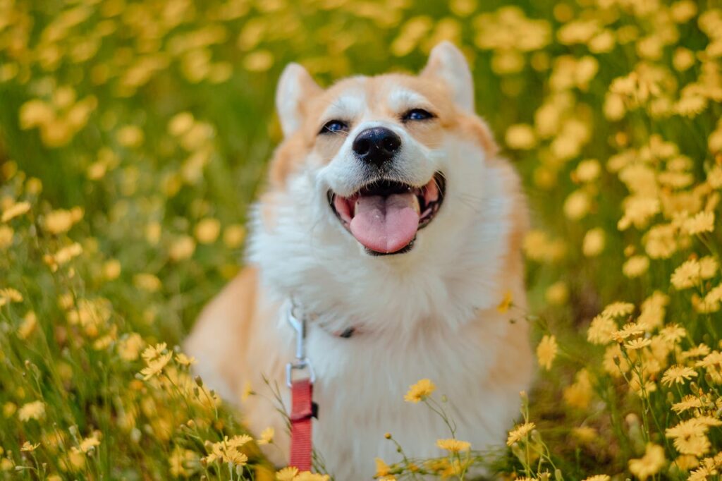 Adorable corgi enjoying a sunny day in a field of yellow flowers, embodying joy and playfulness.